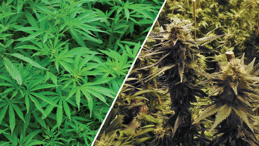 Hemp, Marijuana and CBD: What’s the Difference?